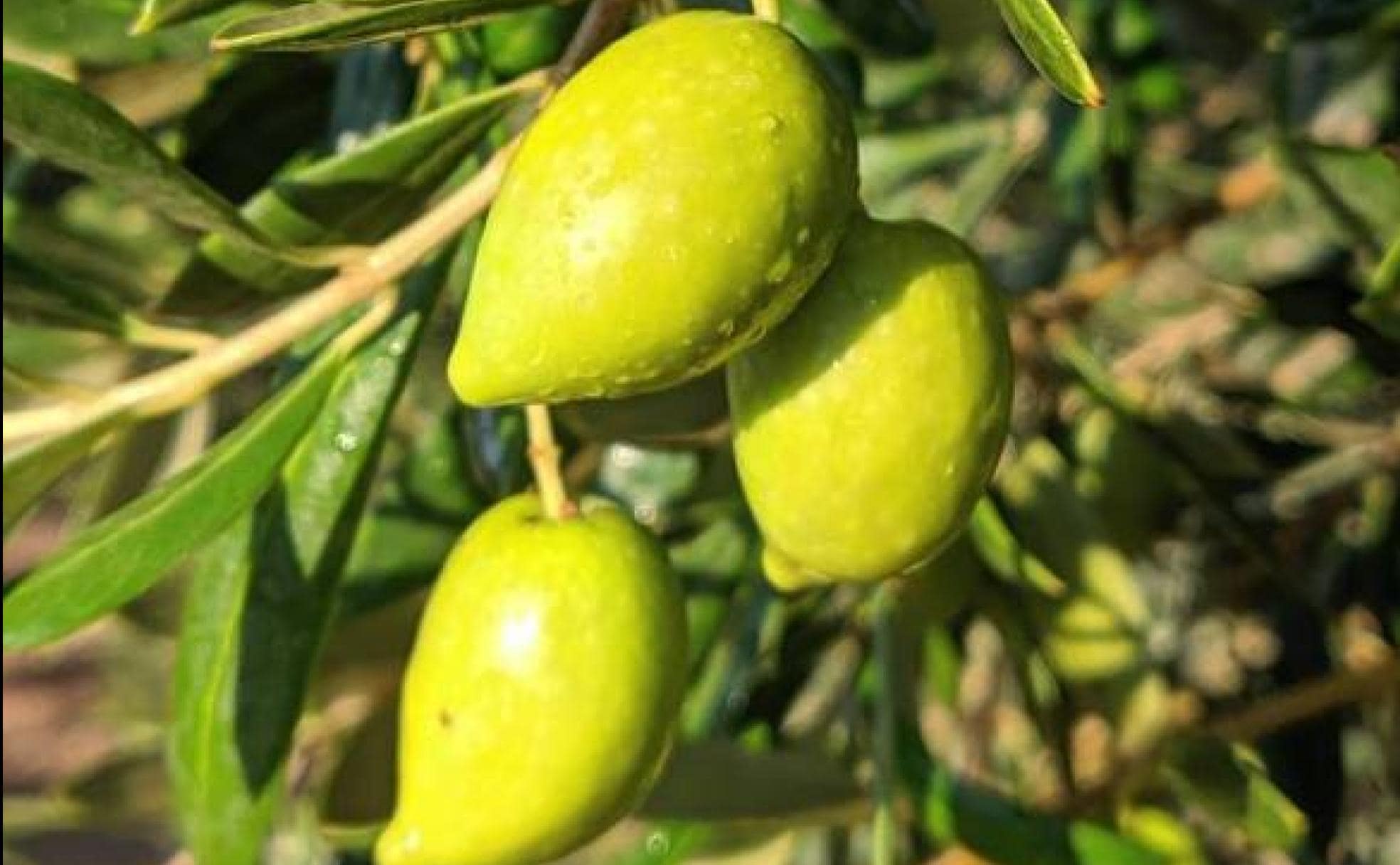 Las Aceitunas Más Desconocidas Con Las Que También Se Hace Oro Líquido